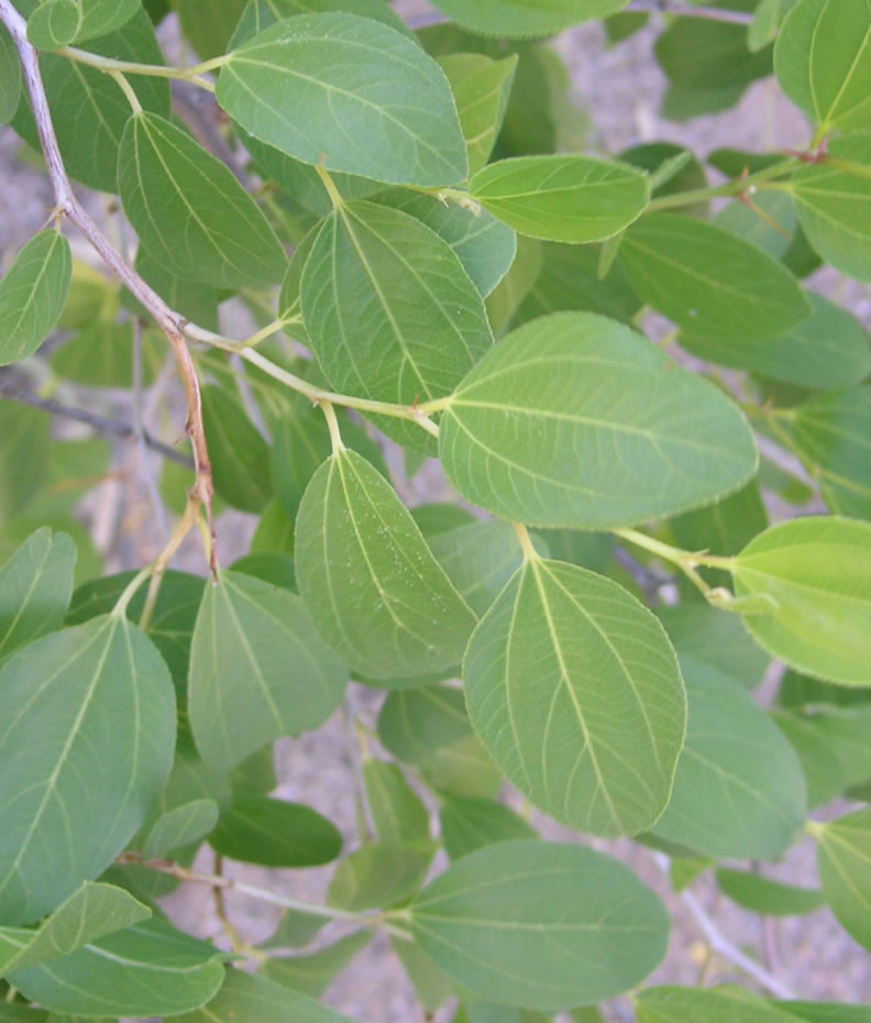 معرفی گیاهان - کنار - سدر